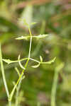 Coastal plain angelica